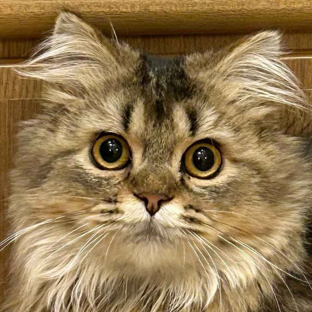 カヌレ